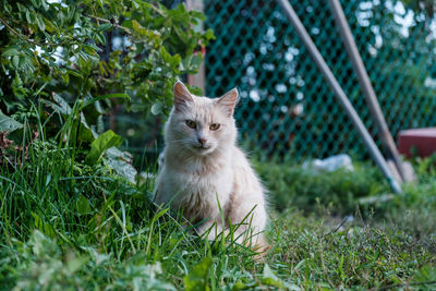 Cat looking away on field