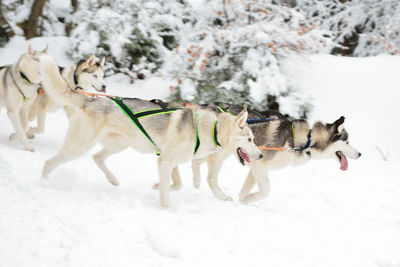 View of a dog on snow covered land