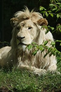 Lion relaxing on field