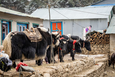 Loading some yaks with packs as they prepare to leave on the trail.