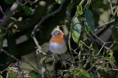 Close-up of bird perching on branch