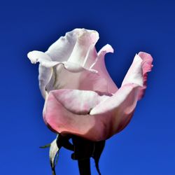 Close-up of rose against blue sky