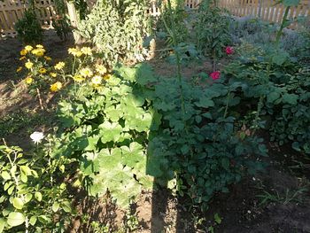 Close-up of flowering plants in yard