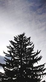 Low angle view of trees against sky