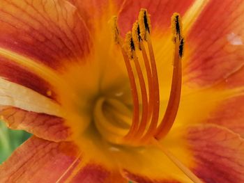 Full frame shot of orange lily