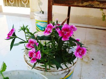 Close-up of pink flowers on table