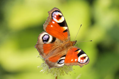 Close-up of butterfly on flower