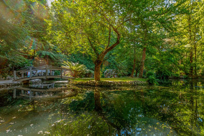 Reflection of trees in lake