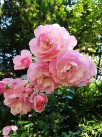 Close-up of pink roses