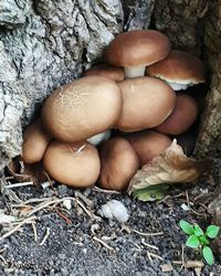 Close-up of mushrooms growing outdoors