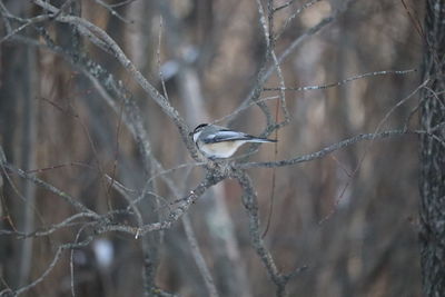 Bird perching on twig