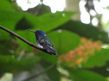 Close-up of bird perching on plant