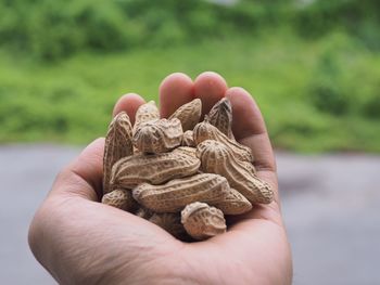 Cropped hand holding peanuts against plants