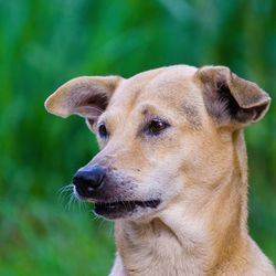 Close-up of dog looking away