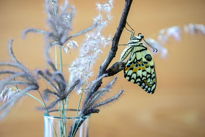 Close-up of butterfly pollinating flower