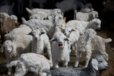 Close-up of sheep on rocks