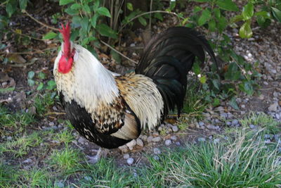 Close-up of rooster on field