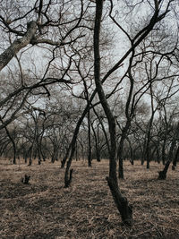 Bare trees on field against sky