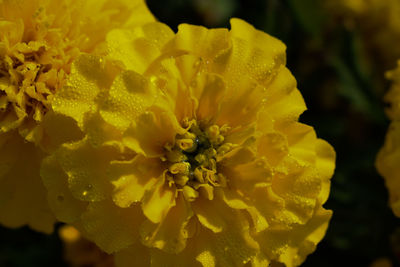 Close-up of yellow flowering plant