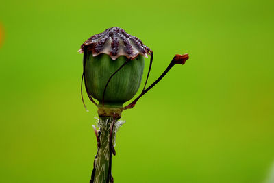 Close-up  on plant