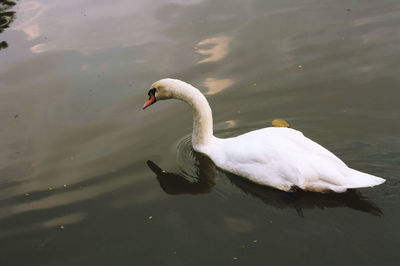 Bird flying over lake