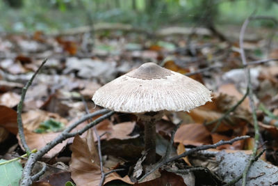 Close-up of mushroom