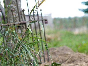 Close-up of plant growing on field