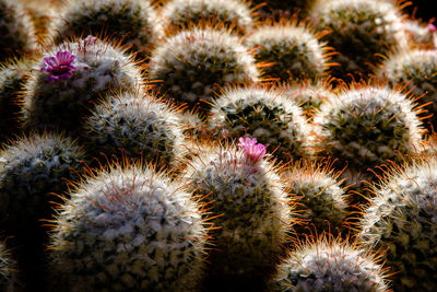 High angle view of cactus growing outdoors