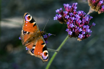 Close-up of butterfly pollinating on flower