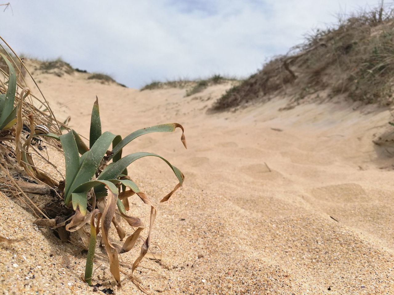 land, plant, nature, landscape, growth, day, sky, environment, cloud - sky, beauty in nature, no people, tranquility, focus on foreground, tranquil scene, leaf, field, scenics - nature, plant part, desert, close-up, outdoors, arid climate, climate