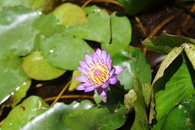 Close-up of lotus water lily in pond