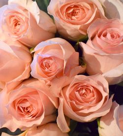 Close-up of pink rose