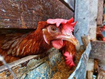 Laying hens eat in the coop during the day.