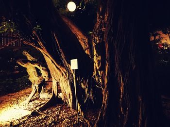 Close-up of tree trunk at night