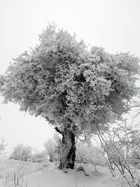 Low angle view of snow covered trees against clear sky