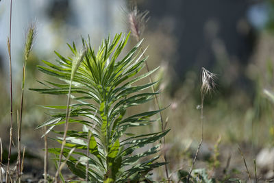 Close-up of plant growing on field