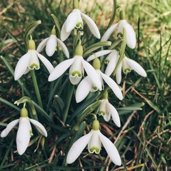 Close-up of white flowers