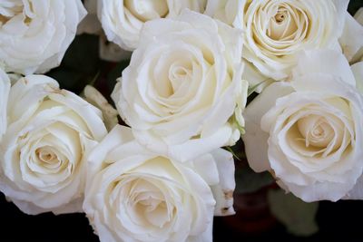 Close-up of white roses