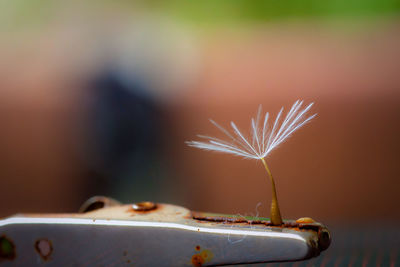 Close-up of illuminated plant