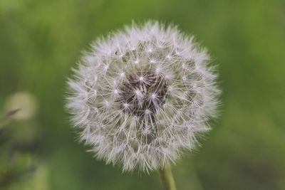 Close-up of dandelion against blurred background