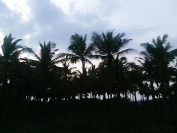 Palm trees against cloudy sky