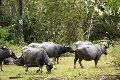 Horses on grassy field