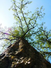 Low angle view of trees against sky