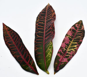 High angle view of leaves against white background