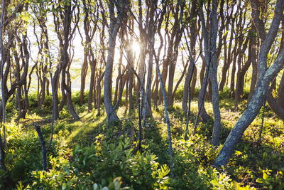 View of trees in forest