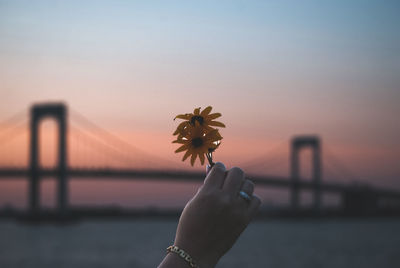 Cropped hand holding flower against sky during sunset