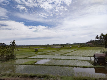 Scenic view of agricultural field against sky