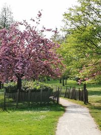 View of cherry blossom trees in park