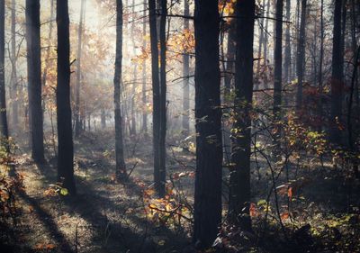 Trees in forest