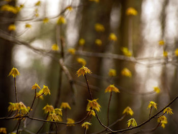 Close-up of yellow flowering plant